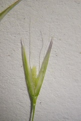 Deschampsia danthonioides