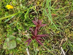 Chamaenerion angustifolium