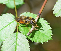 Merodon avidus