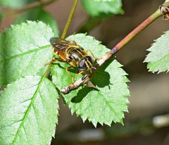 Merodon avidus