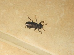Tenebrio obscurus
