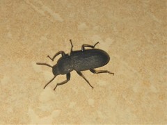 Tenebrio obscurus