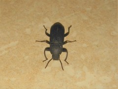 Tenebrio obscurus