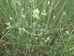 Ephedra foeminea