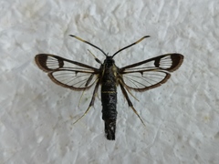 Synanthedon spheciformis