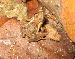 Phrynobatrachus
