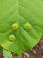 Phylloxera rimosalis