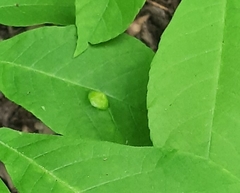 Phylloxera rimosalis