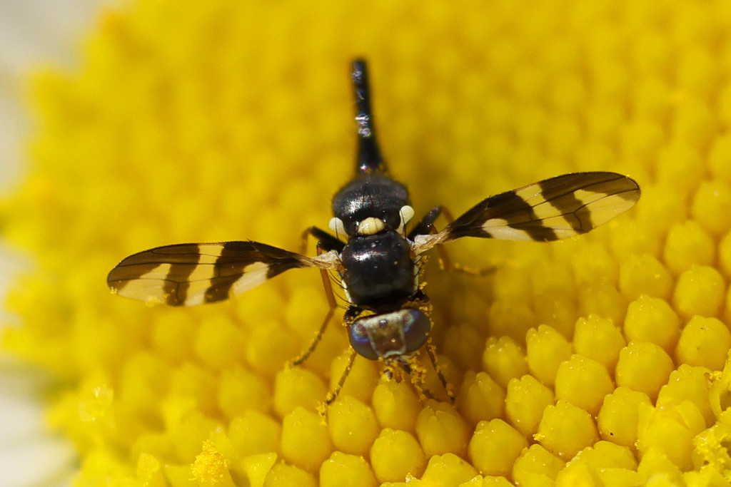Four-barred Knapweed Gall Fly