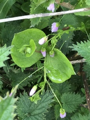 Claytonia sibirica