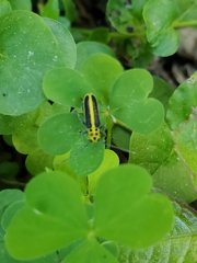 Saperda puncticollis