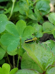 Saperda puncticollis