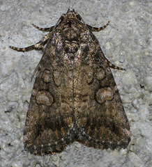 Diastema chuza