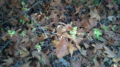 Ribes indecorum