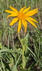 Arnica fulgens