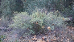 Ribes indecorum