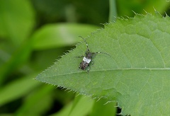 Pogonocherus hispidulus