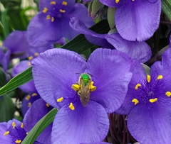 Anthophila