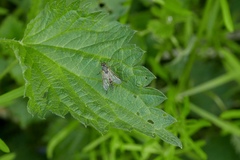 Rhagio annulatus