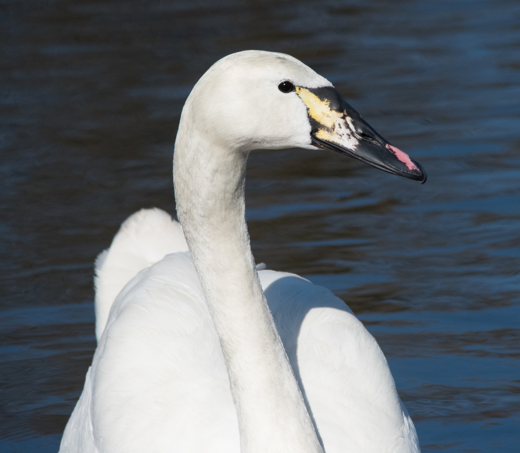 Mute Swan