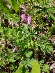 Dicentra formosa