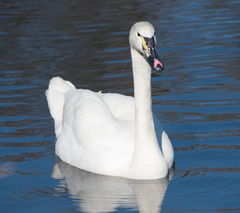 Cygnus olor × cygnus