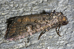 Diastema chuza