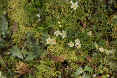 Lysimachia huttonii