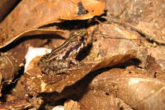 Phrynobatrachus