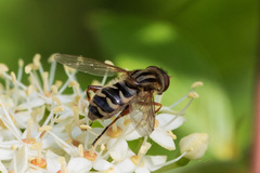 Anasimyia anausis