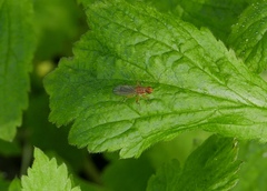 Norellisoma spinimanum