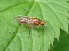 Psila