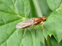 Psila