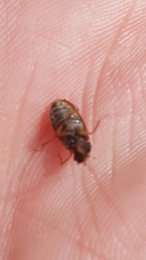 Helophorus