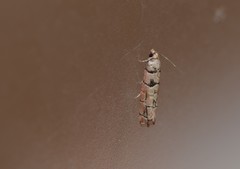 Blastesthia tessulatana