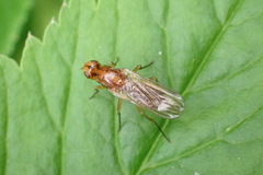 Psila