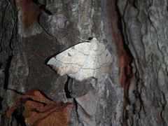 Eilicrinia trinotata