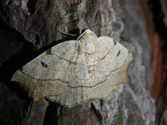 Eilicrinia trinotata