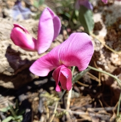 Lathyrus grandiflorus