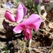 Two-flowered Everlasting-Pea - Photo (c) vrajala, some rights reserved (CC BY-NC)