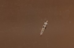 Blastesthia tessulatana