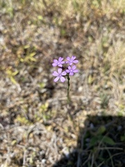 Buchnera floridana image
