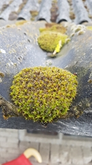 Syntrichia ruralis