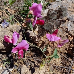 Lathyrus grandiflorus