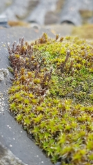 Syntrichia ruralis