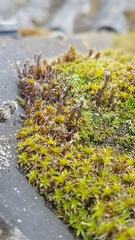Syntrichia ruralis