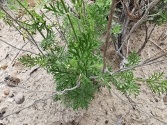 Ratibida peduncularis