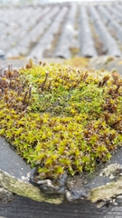 Syntrichia ruralis