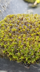 Syntrichia ruralis