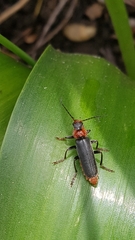 Cantharis fusca